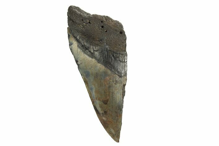 Partial, Fossil Megalodon Tooth - South Carolina #321292